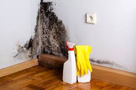 Trusted Hudson, IA Mold Removal Experts